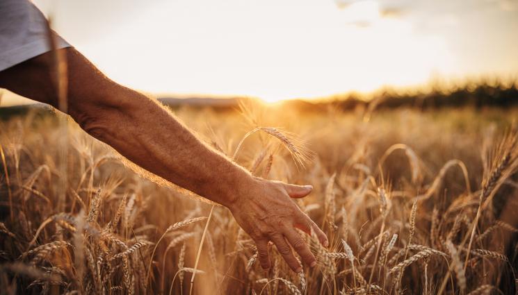 зърно - Агро Телеграф: Зеленчукопроизводството на историческо дъно