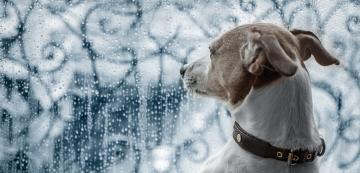 Как да тренирате кучето си, когато времето е лошо