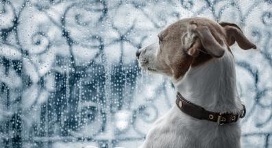 куче лошо време