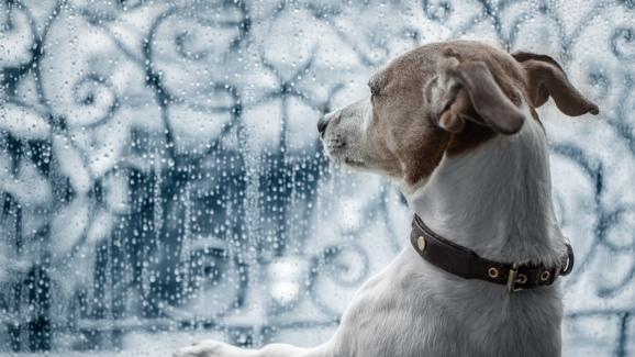 Как да тренирате кучето си, когато времето е лошо