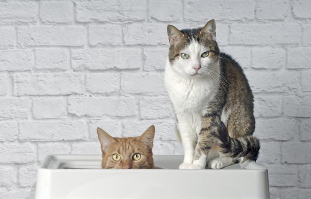 котки и котешка тоалетна