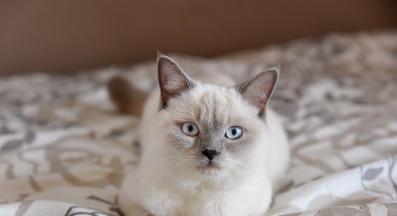 котка у дома