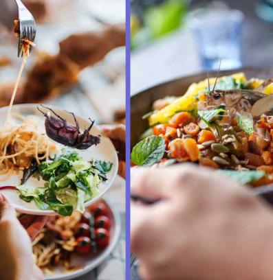 насекоми в храната