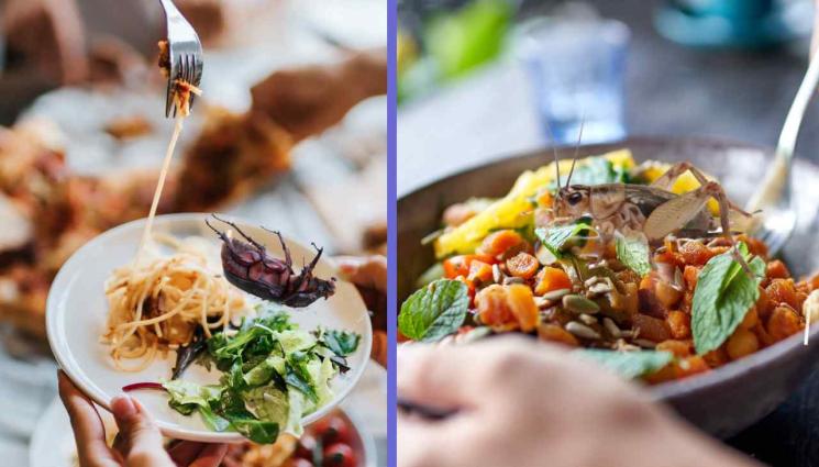 насекоми в храната - Тъпчат ни щурци и бръмбари в манджата