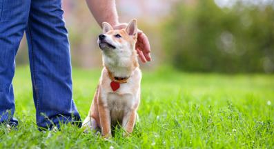 куче щастие