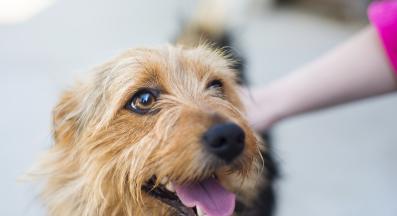 куче щастие