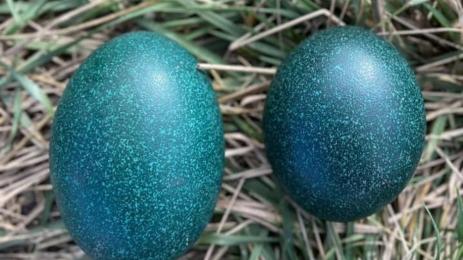 щрауси Бургас