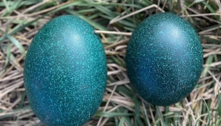 щрауси Бургас - Щраусите в бургаския зоопарк изненадаха с уникални тюркоазени яйца (СНИМКИ)