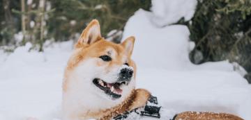 7 любопитни факти за кучетата, които се чувстват най-добре през зимата