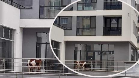 крава овча купел