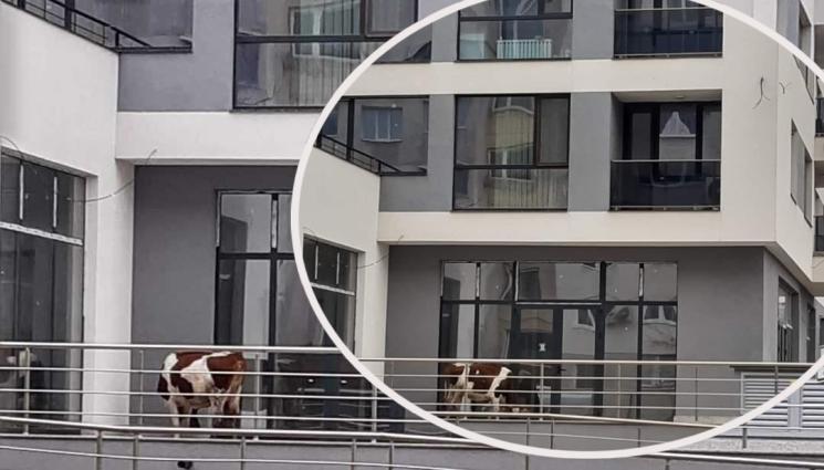  крава овча купел - КУЛТОВ КУПУВАЧ: Крава потегли на огледи в столичен квартал 