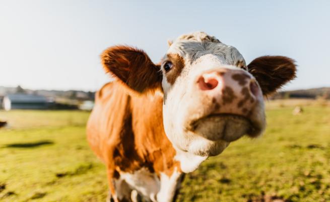 Как кравите могат да ни предпазят от радиация