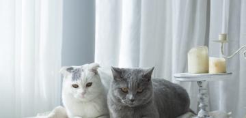 6 любопитни факта за Британската късокосместа котка