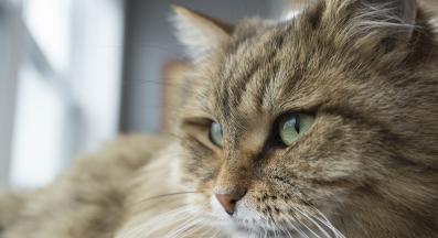 котка отблизо