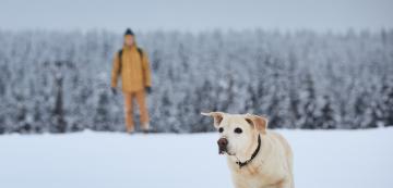 8 важни неща при зимен туризъм с кучето ви