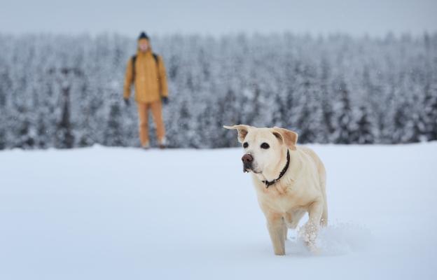 куче разходка зима