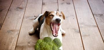 Ползите от консумацията на броколи за кучето ни