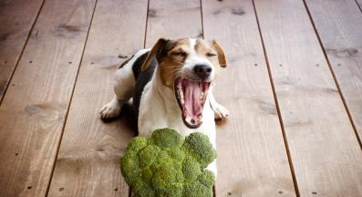 куче броколи