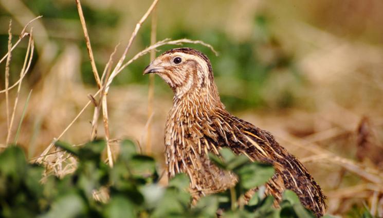 пъдпъдък - Касапница в града на Софи Маринова