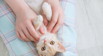 котка и собственик