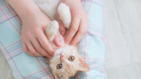 Какво казва науката - котките успокояват ли се от аромата на стопанина си