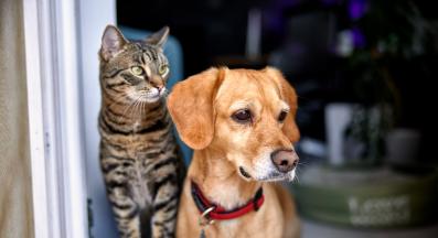 котка и куче