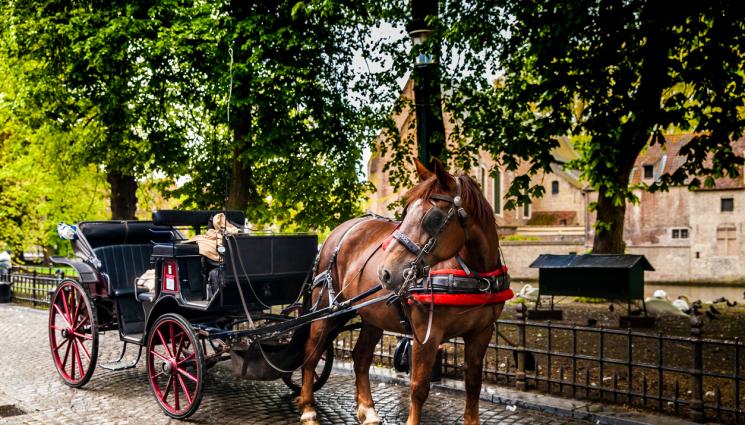 файтони - Разпродават файтони за 10 бона