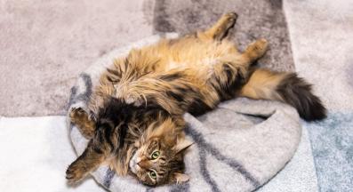 домашна котка