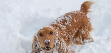 Защо някои кучетата толкова обичат снега