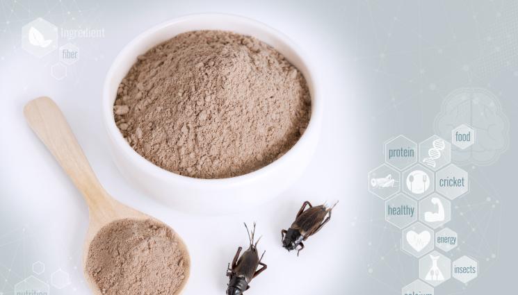 брашно от щурци - НОВ ХИТ: Брашно от щурци за 400 лева килото