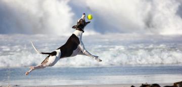 Защо кучетата толкова харесват топки за тенис
