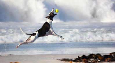 куче тенис топка