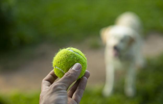 куче тенис топка