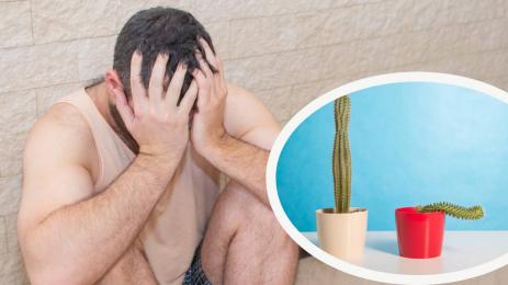 либидо потентност