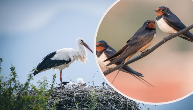 щъркел лястовици - И ТЕ КАТО ВРЕМЕТО: Зимното лято побърка птиците