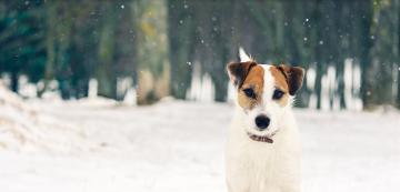 Зимни съвети за безопасност за кучета