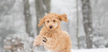 8 начина как на кучето ни да му е по-топло и комфортно през зимата