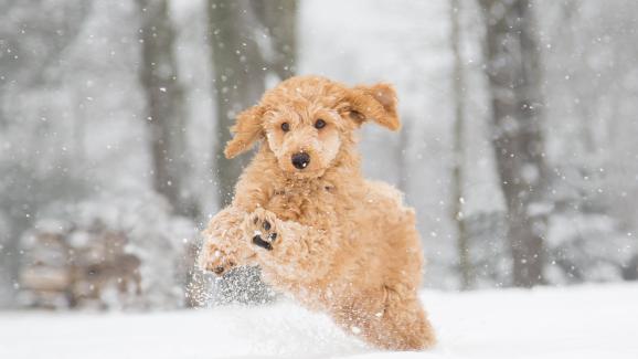 8 начина как на кучето ни да му е по-топло и комфортно през зимата