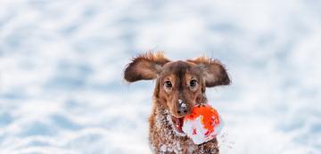 8 снежни игри, които да опитате с кучето си