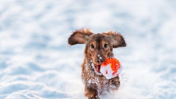 8 снежни игри, които да опитате с кучето си