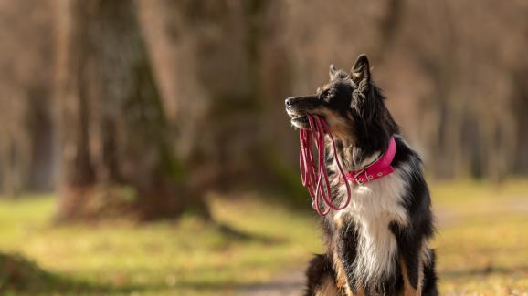 6 мита за поведението на кучетата, на които да спрете да вярвате още днес!