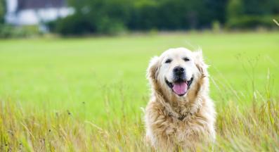 куче дресура