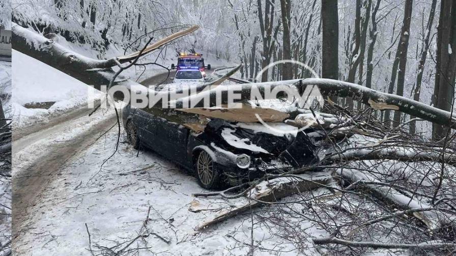 Дърво падна върху лек автомобил в района на прохода Шипка