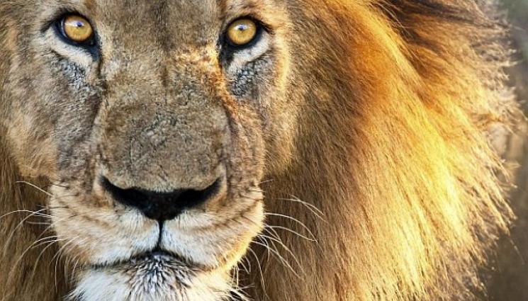 лъв - Лъв изяде гледача си! (СНИМКИ)