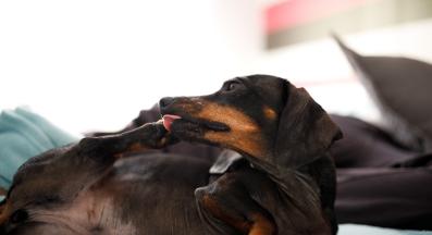 куче се ближе