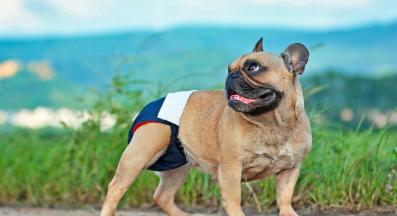 куче разгонено