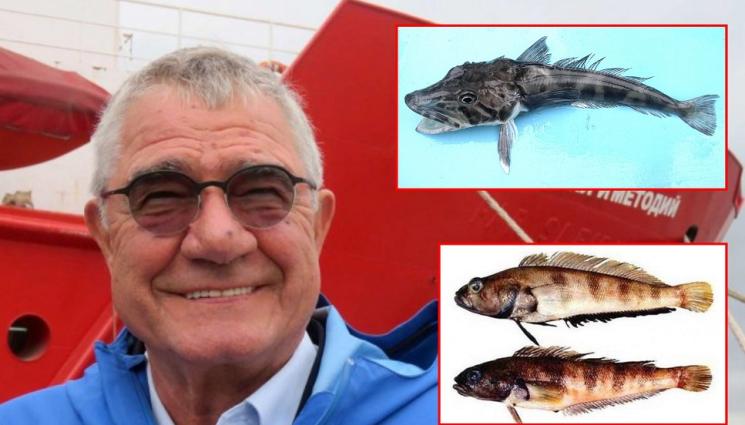 a - Връщаме аквариум с ледени риби