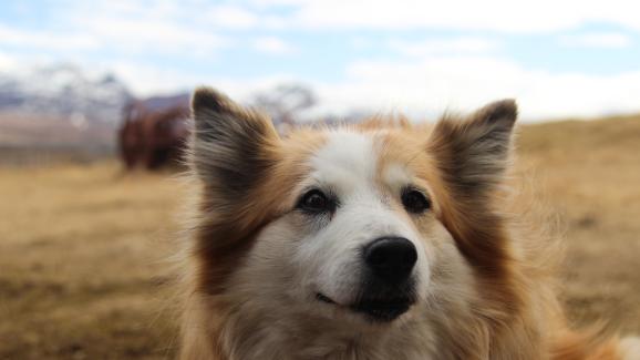 Митичните скандинавски породи кучета, за които знаем твърде малко
