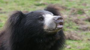 Три бърнести мечки починаха от студ след като бяха оставени