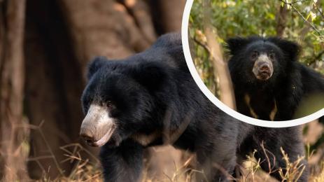 бърнеста мечка